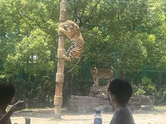 -上海野生动物园老虎餐厅