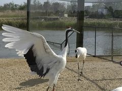 -盐城丹顶鹤湿地生态旅游区