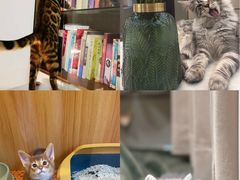 -欣宠猫屋·矮脚拿破仑·蓝金金渐层