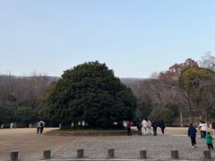 -灵谷景区