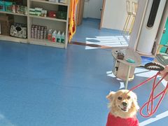-博特宠物医院24h犬猫全科.骨科·异宠
