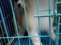 -瑞鹏宠物医院华南总院·夜诊·心脏科·骨科