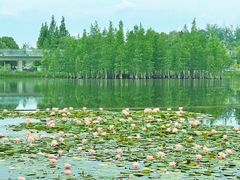 -白鹭湾湿地公园
