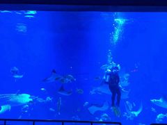 -烟台海昌鲸鲨海洋公园