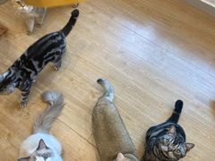 -有喵·猫咖·狗咖·30几只猫10只小狗(岗厦店)
