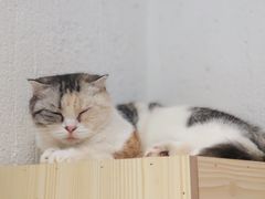 -猫色咖啡·猫咖