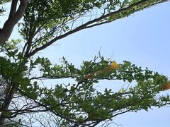 -三亚南山文化旅游区