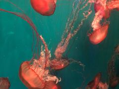 -海合安成都极地海洋公园