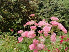 -上海共青森林公园