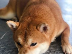 -柴源莊·柴小宠柴犬咖啡