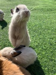 -萌宠亲子动物乐园(槐房万达店)