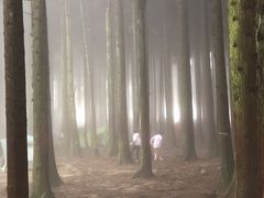 -武陵山森林公园