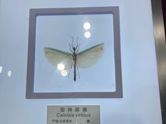 -上海昆虫博物馆