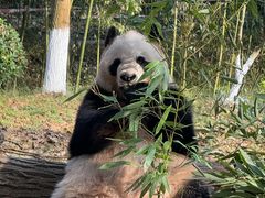 -都江堰中华大熊猫苑