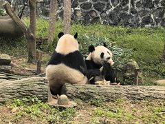 -都江堰中华大熊猫苑