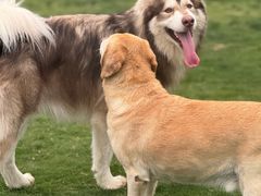 -趣玩宠物乐园寄养训犬训狗游泳池