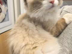 -瑞派·关忠动物医院·猫专科·犬专科(三环新城店)