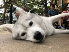-TrueLove @ Neverland (Husky Cafe)