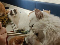 -平行世界·猫咖(首经贸店)