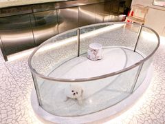 -momokira米努特·德文卷毛猫·棉花面纱犬
