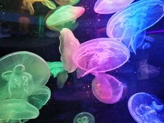 -太平洋海底世界