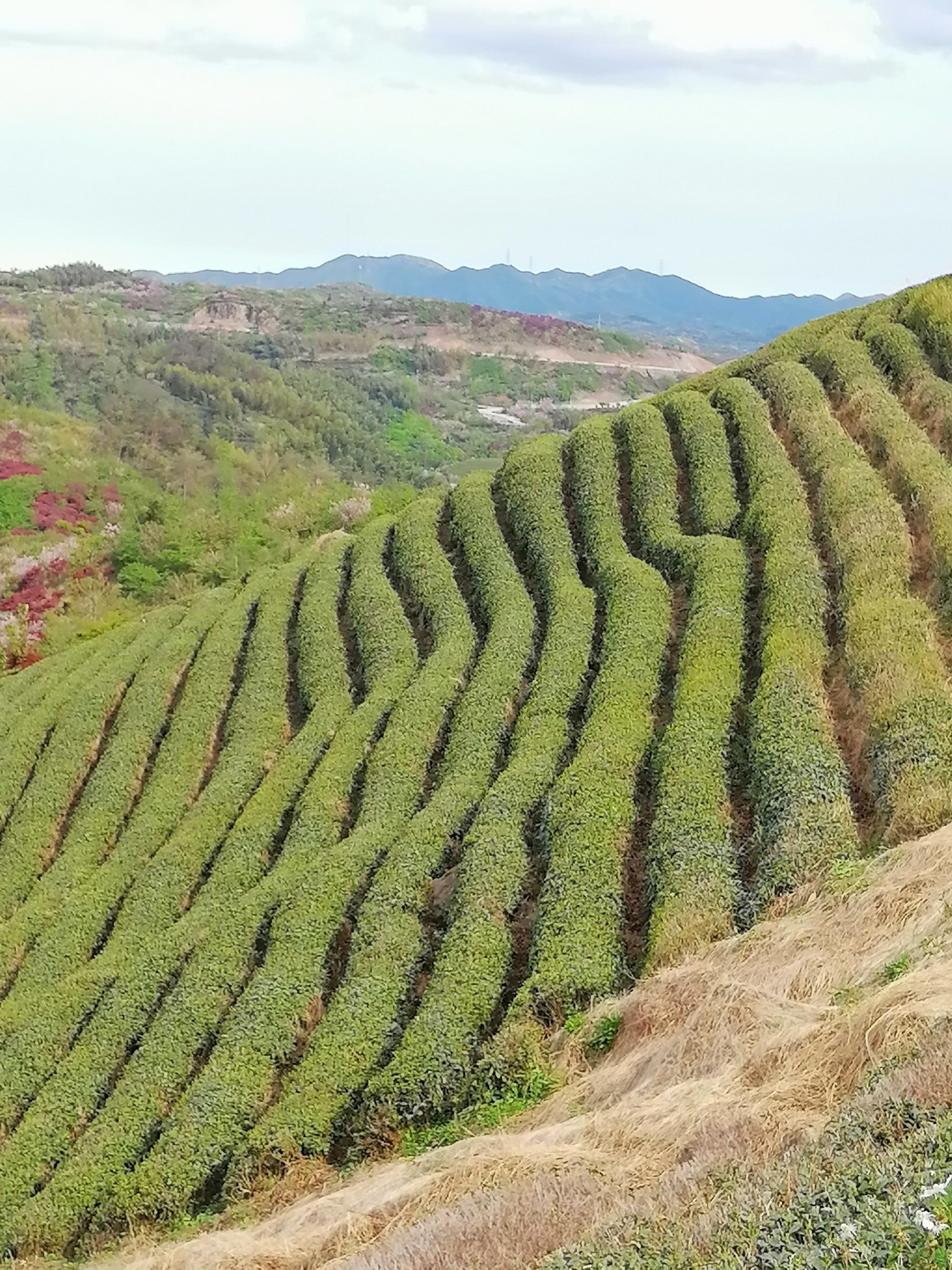 春天花事,浙江无量山徒步大岚秘境