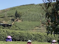 -龙坞茶村