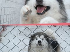 -宠物寄养训练学校