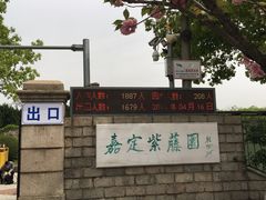 -嘉定紫藤园