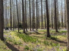 -黄海国家森林公园