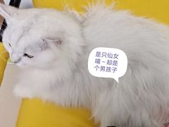 -猫在这儿猫咪咖啡馆·撸猫馆