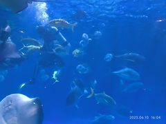 -华夏文旅海洋公园