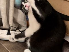-四月宠物医院·猫专科·心脏专科·内科(转塘店)