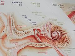 -自然之声助听器·呼吸机(贵定店)