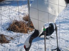 -钏路市丹顶鹤自然公园