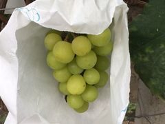 -马陆小张葡萄园农家乐