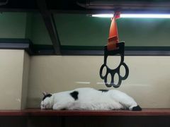 -猫咪博物馆(顶澳仔猫街店)