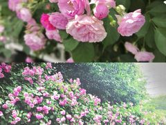 -颐和路民国时期公馆风貌区