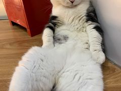 -COLOR PETS 撸猫馆·购猫·猫咖(长风大悦城店)