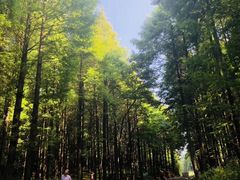 -山王坪喀斯特国家生态公园