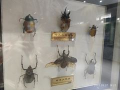 -上海昆虫博物馆