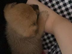 -美联众合宠物医院·爱萌分院·内外科·猫科中心