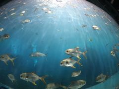 -瑞德姆美人鱼海底演艺主题餐厅(亚龙湾店)