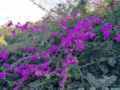 -广州市白云山风景名胜区