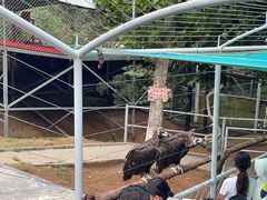 -西霞口神雕山野生动物世界