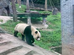-都江堰中华大熊猫苑