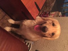 iphone_upload_pic-百好乐宠物友好餐厅(朝外大街店)