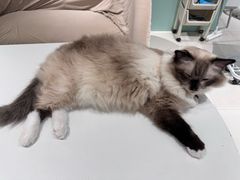 -怪兽屋·羊驼·猫咖·狗咖(俊华广场店)