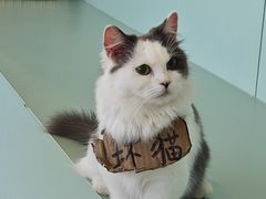 -怪兽屋·羊驼·猫咖·狗咖(俊华广场店)