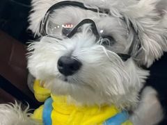 -萌宠之家·腊肠犬·马尔泰·小体犬舍